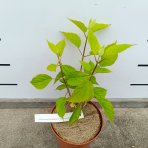 Hortenzia stromčekovitá (Hydrangea arborescens) ´CANDYBELLE® MARSMALLOW´ - výška 30-50 cm, kont. C2L